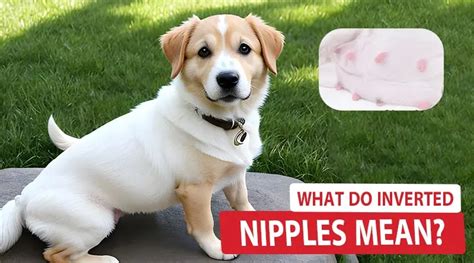 inverted dog nipple|Inverted Dog Nipple: Don't Worry! [Esse.